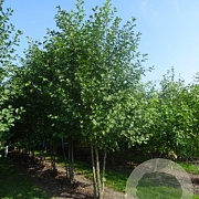 Alnus glutinosa 500-550 cm draadkluit meerstammig