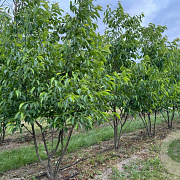 Alnus spaethii 300-350 cm draadkluit meerstammig