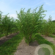 Betula nigra 175-200 cm draadkluit meerstammig