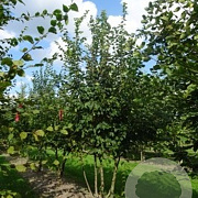 Carpinus betulus 175-200 cm draadkluit meerstammig