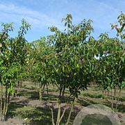 Cornus controversa 150-175 cm draadkluit meerstammig