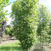 Fraxinus excelsior 250-300 cm draadkluit meerstammig