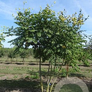 Koelreuteria paniculata 150-175 cm draadkluit meerstammig