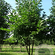 Magnolia kobus 350-400 cm draadkluit meerstammig
