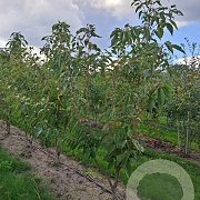 Prunus ser. 'Sunset Boulevard' 200-250 cm draadkluit meerstammig