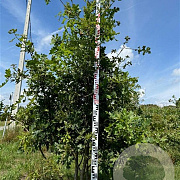 Quercus cerris 200-250 cm draadkluit meerstammig