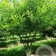 Styphnolobium japonicum 200-250 cm draadkluit meerstammig