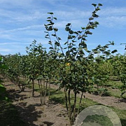 Tilia cordata 250-300 cm draadkluit meerstammig