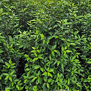 Prunus l. 'Angustifolia' 120-140 cm met kluit extra