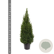 Picea gl. Perfecta 80-100 cm 7,5L