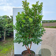 Arbutus unedo 150-175 cm 45L meerstammig