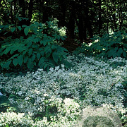 Aster divaricatus GM P9