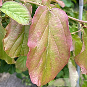 Parrotia persica 'Vanessa' 14-16 HO draadkluit 3 X verplant