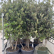 Quercus ilex 200-250 cm cont. 110L meerstammig