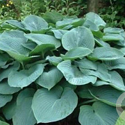 Hosta 'Elegans' GM P9