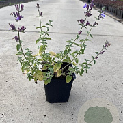 Nepeta faassenii 'Six Hills Giant' GM P9