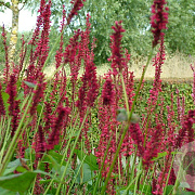 Persicaria amplexicaulis GM P9
