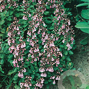 Teucrium lucidrys GM P9