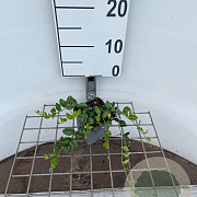 Vinca minor 'Alba' GM P9