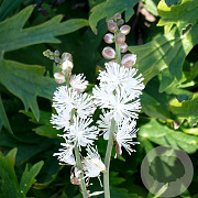 Actaea acerina GM P9 BIO