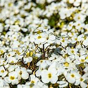 Arabis caucas. 'Schneehaube' GM P9 BIO