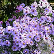Aster laevis GM P9 BIO