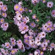 Aster 'Wood's Light Blue' GM P9 BIO