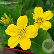 Chrysogonum virginianum GM P9 BIO