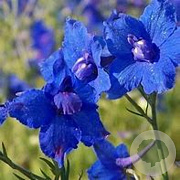 Delphinium gr. 'Blauer Zwerg' GM P9 BIO
