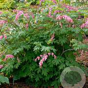 Dicentra spectabilis GM P9 BIO
