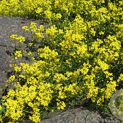 Draba sibirica GM P9 BIO