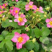 Fragaria 'Frel' GM P9 BIO