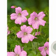 Geranium endressii 'Wargrave Pink' GM P9 BIO