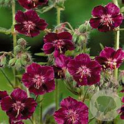 Geranium phaeum 'Samobor' GM P9 BIO