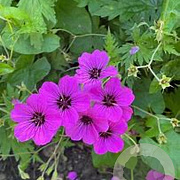 Geranium psilostemon GM P9 BIO