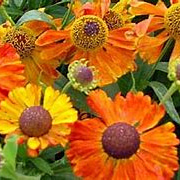 Helenium 'Flammendes Käthchen' GM P9 BIO