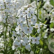 Hesperis matr. 'Alba' GM P9 BIO