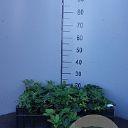 Helleborus niger GM P9 BIO