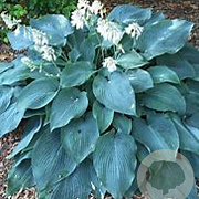 Hosta 'Blue Angel' GM P9 BIO