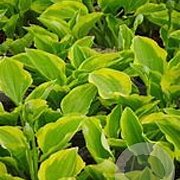 Hosta 'Golden Tiara' GM P9 BIO
