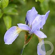 Iris sib. 'Perry's Blue' GM P9 BIO