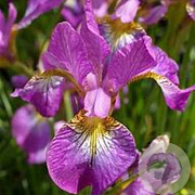 Iris sib. 'Sparkling Rose' GM P9 BIO