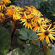 Ligularia dentata 'Desdemona' GM P9 BIO