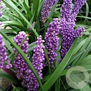 Liriope muscari 'Purple Passion' GM P9 BIO