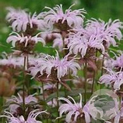 Monarda bradburiana GM P9 BIO
