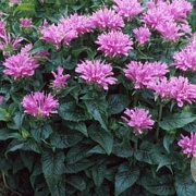 Monarda Petite Delight GM P9 BIO