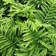Onoclea sensibilis GM P9 BIO