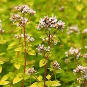 Origanum vulg. 'Aureum' GM P9 BIO