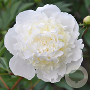 Paeonia (LD) 'Duchesse de Nemours' GM P9 BIO