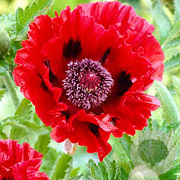 Papaver or. 'Brilliant' GM P9 BIO
